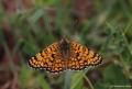 Melitaea phoebe (Benekli Büyük İparhan)